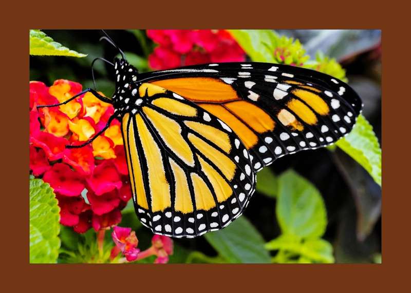 Monarch Butterfly on West Indian Lantana- 01
